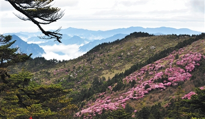 神农架神农顶景区风光（2012年5月13日摄）。