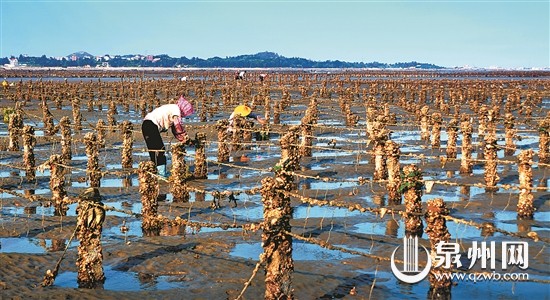 发展潜力巨大的近海养殖 曾志刚 摄