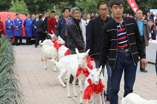 仪式现场奶山羊捐赠