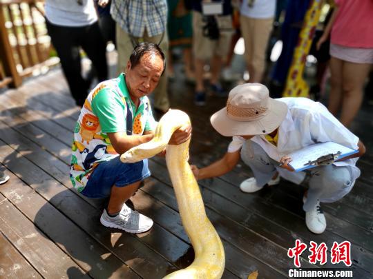 马戏城动物医生为黄金蟒蛇体检。　杨伏山 摄