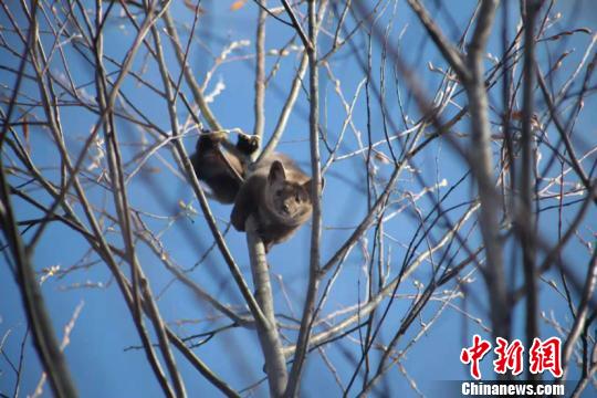 漠河市北极村发现的国家一级保护动物紫貂。(王铁双摄)