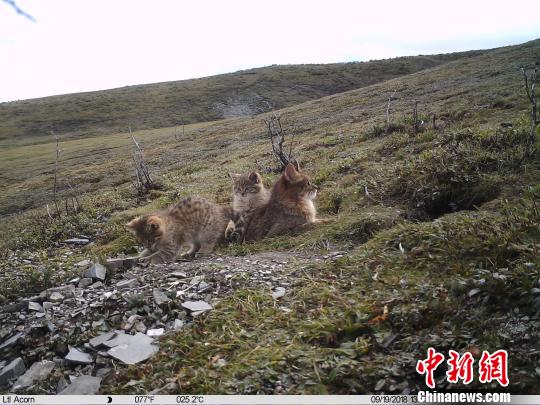 图为红外相机在三江源地区记录到的荒漠猫影像。山水自然保护中心提供