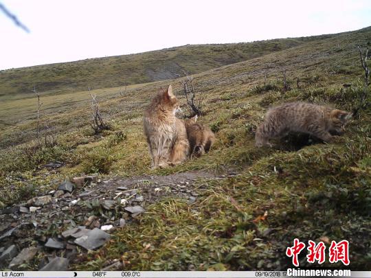 图为红外相机在三江源地区记录到的荒漠猫影像。山水自然保护中心提供