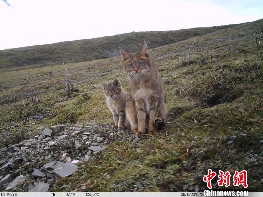 图为红外相机在三江源地区记录到的荒漠猫影像。山水自然保护中心提供