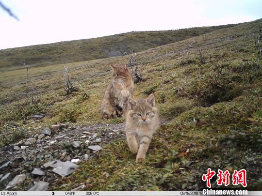 图为红外相机在三江源地区记录到的荒漠猫影像。山水自然保护中心提供