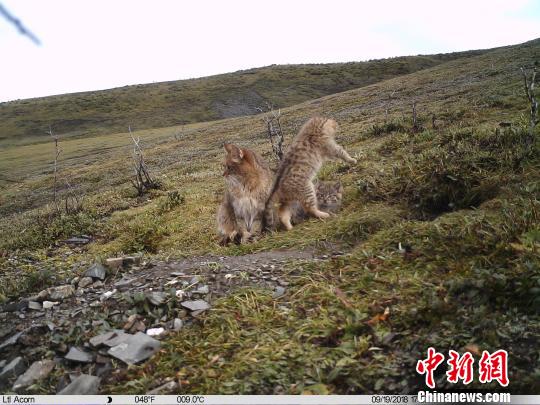 图为红外相机在三江源地区记录到的荒漠猫影像。山水自然保护中心提供