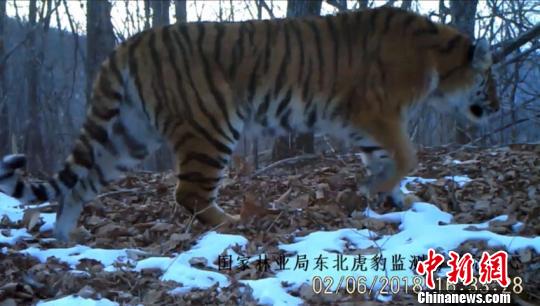 2月6日，自然资源监测系统实时传回的东北虎影像。　吉林省林业和草原局供图 摄