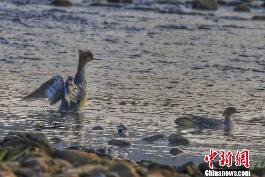 成群中华秋沙鸭现身湖北远安沮河国家湿地公园