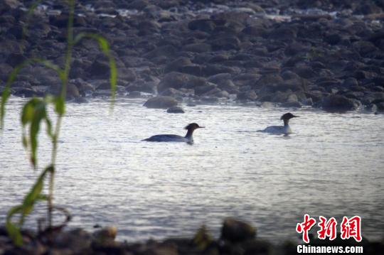 沮河国家湿地公园为动物提供了良好的栖息环境 王光华 摄