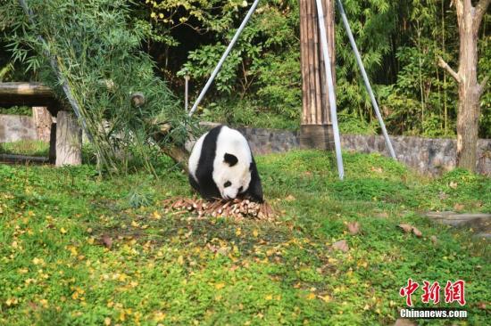 海归大熊猫“高高”在新家玩耍。 李传有 摄