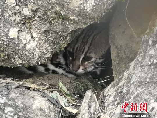 小萌豹猫被偷猎者铁夹夹住热心青年及时发现报警救助