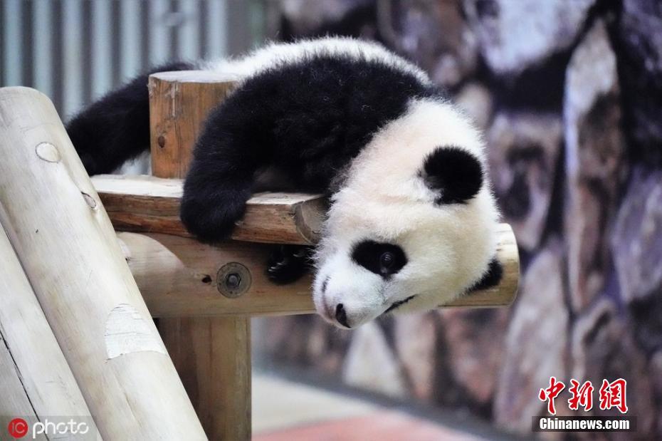 旅日大熊猫“彩浜”户外玩耍 调皮宝宝上线简直萌哭