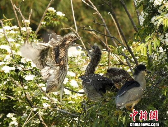 5月5日，国家二级保护动物夜鹭雏鸟在武夷山自由嘻戏。　邱汝泉 摄