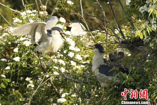 5月5日，国家二级保护动物夜鹭在武夷山自由嘻戏。　邱汝泉 摄