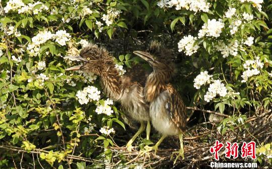 5月5日，夜鹭雏鸟待哺。　邱汝泉 摄