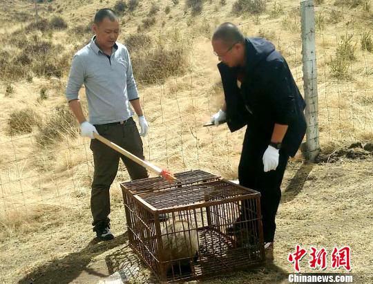 濒危动物猪獾现身居民区民警救助后放归山林