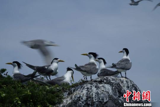 近万只大凤头燕鸥飞抵广东南澳栖息