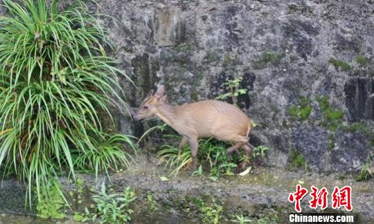 黄山风景区森林公安救助的野生黄麂 王孟余 摄