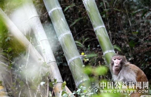 一只野生猕猴在林间驻足 王华斌 摄