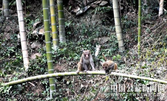 野生猕猴在林间嬉戏 王华斌 摄