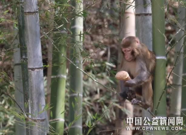 野生猕猴在林间觅食 赵坚胜 摄