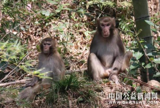 野生猕猴在林间嬉戏 赵坚胜 摄