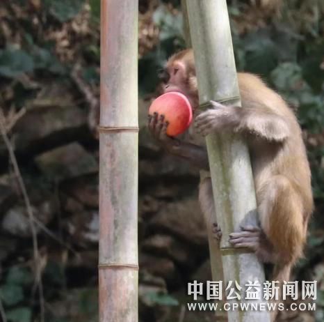 野生猕猴在林间觅食 赵坚胜 摄