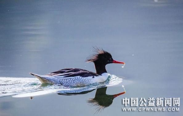 中华秋沙鸭“现身”浙江开化全球仅存不足1000只