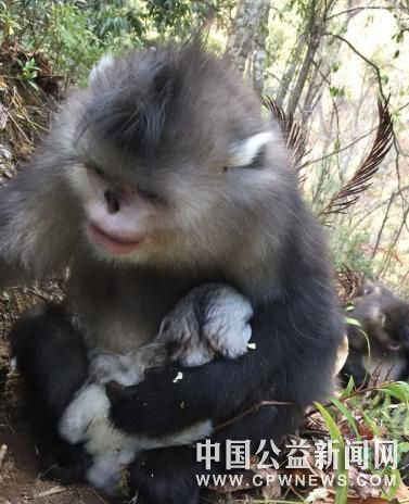 图为母猴春分诞下婴猴。　赖建东 摄