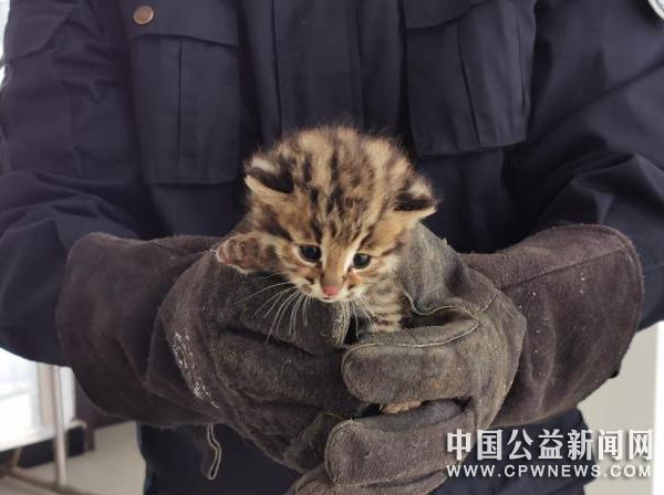 图为被救助的豹猫。　毕晓东 摄