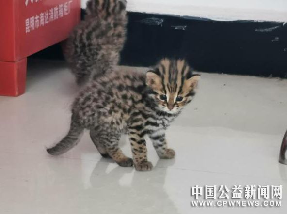 图为被救助的豹猫。　毕晓东 摄