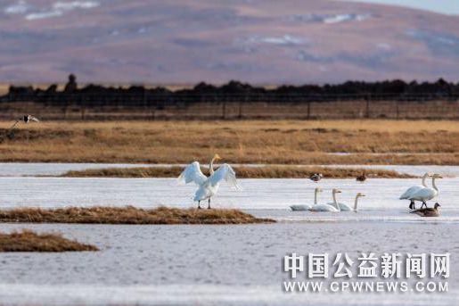 大天鹅在洛贾琼果河“歇脚”。　若尔盖县融媒体中心供图 摄