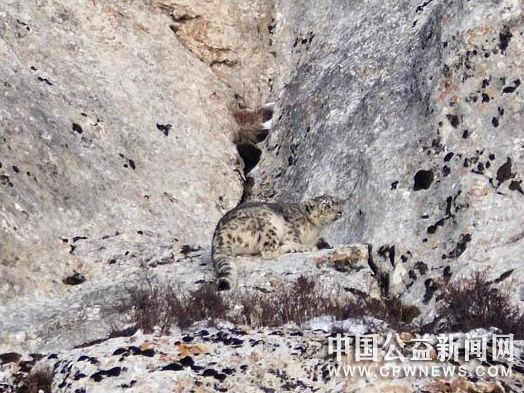 图为在祁连山国家公园青海片区的海西蒙古族藏族自治州天峻县境内的疑待产雪豹。　奥赛尼玛 摄