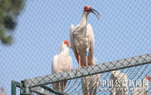 德清珍稀野生动物繁育研究中心的朱鹮 姚海翔 摄