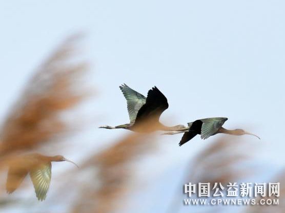 图为彩鹮种群现身云南江川。　玉溪市委宣传部供图 摄