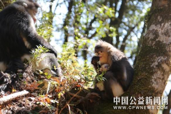 图为白脸、四丁及小婴猴一家三口　白马雪山野生动物救护站供图