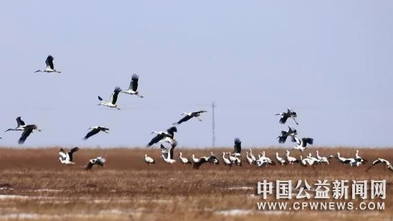 120多只东方白鹳飞抵吉林莫莫格湿地　潘晟昱　摄