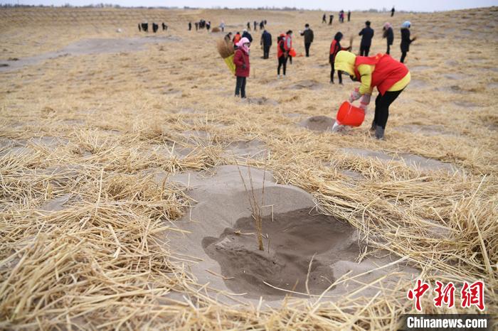 当天，他们共完成义务植树35.5万株，在麦草沙障上栽植梭梭林1600亩。　杨艳敏 摄