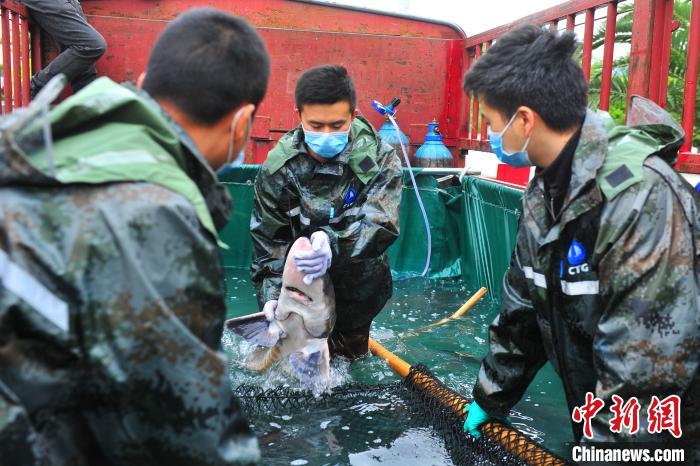 工作人员转运中华鲟 王康荣 摄