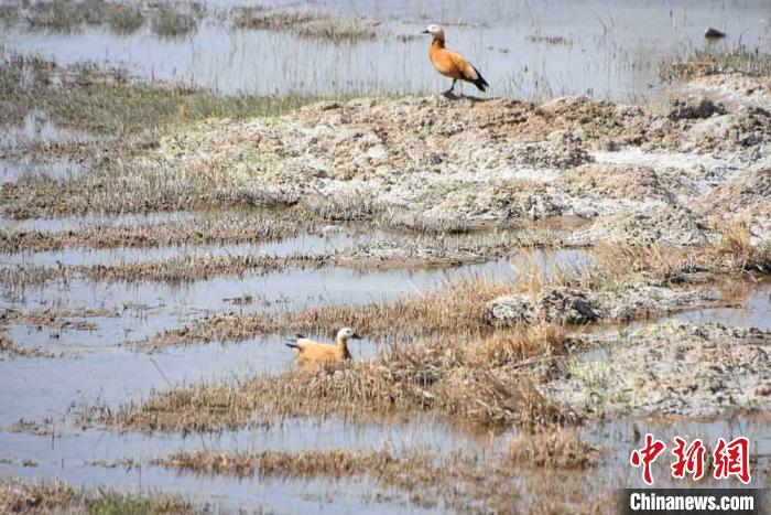 图为国家二级保护动物“黄鸭”在瓜洲湿地小憩。　魏金龙 摄