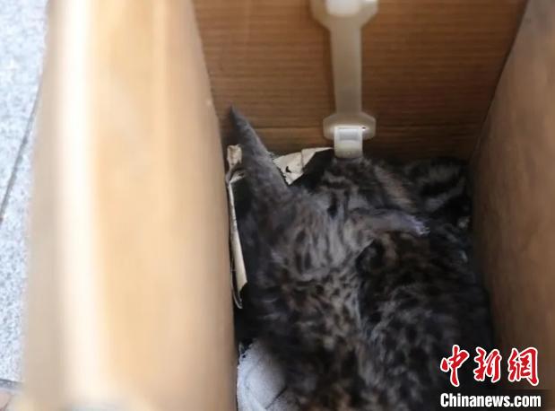 野生豹猫幼崽 临海发布供图 摄