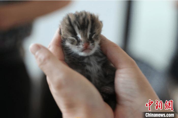 野生豹猫幼崽 临海发布供图 摄