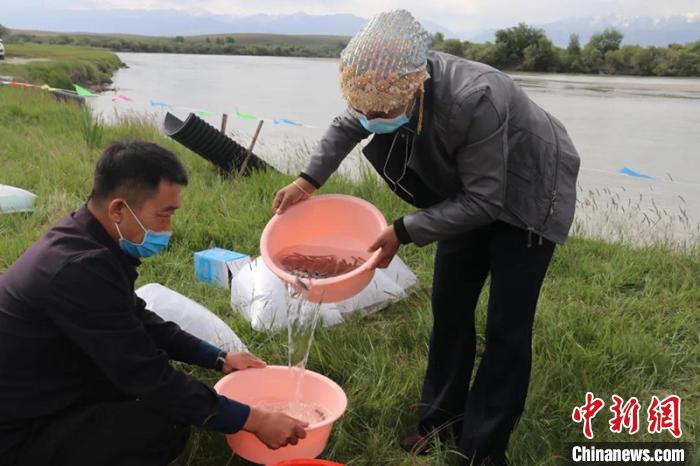 新疆兵团生态放流8万尾土著鱼修复水域生态环境