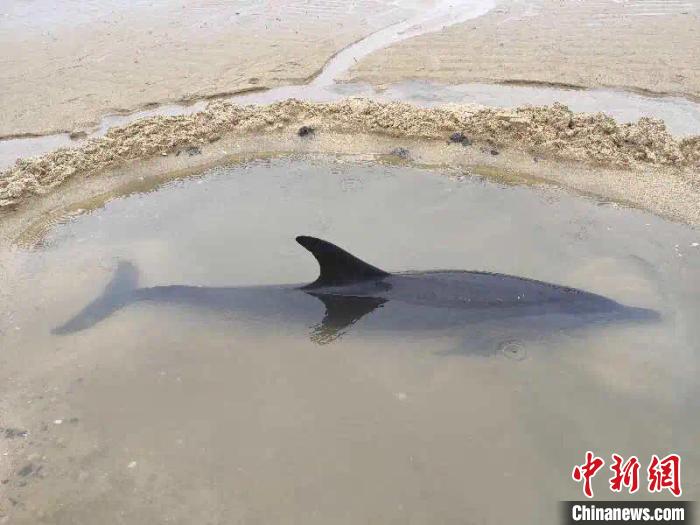 救助海豚现场。　岳海综 摄