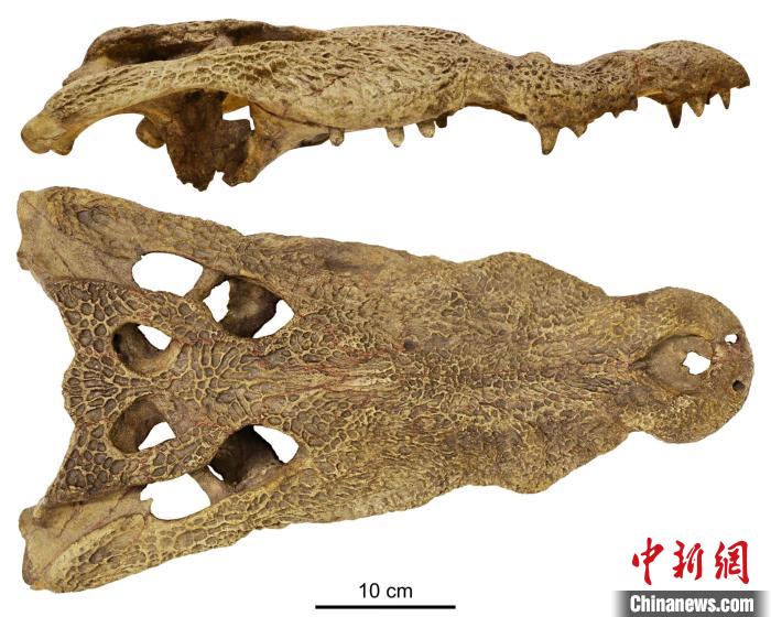 国际最新研究：鳄鱼或在1100万-500万年前从非洲迁移到美洲