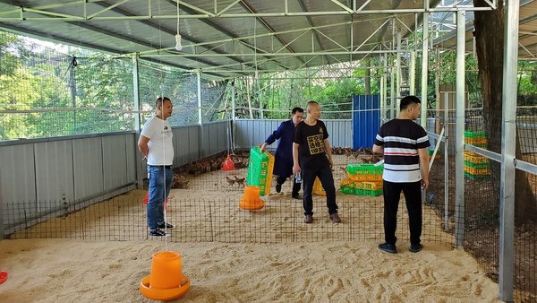 浙能嘉华：“放山鸡”跑出扶贫致富路