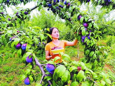 住上好房子 鼓起钱袋子——河南省淅川县柴沟村的脱贫之路