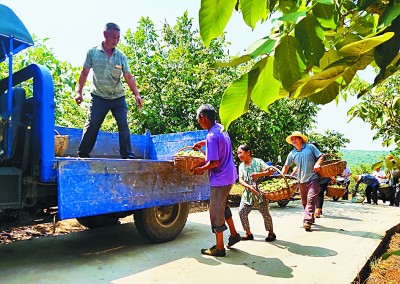 住上好房子 鼓起钱袋子——河南省淅川县柴沟村的脱贫之路