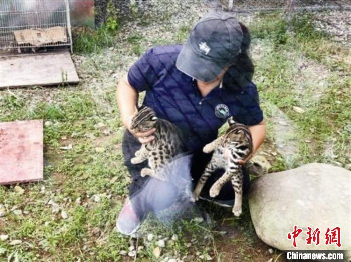 浙江首例野生豹猫幼崽饲养成功