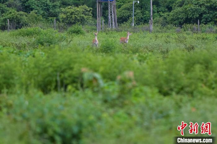 图为海南东方大田国家级自然保护区内海南坡鹿。　骆云飞 摄